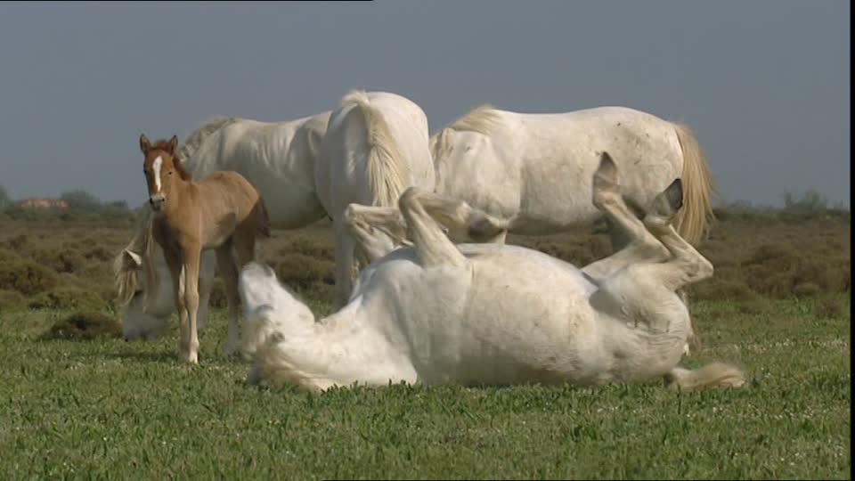 how do you see a camargue horse